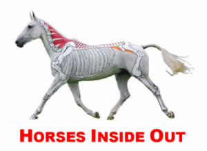 Gillian Higgins - Horses Inside Out